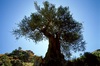 riesiger Olivenbaum auf dem Weg zum Kournas-See, ...