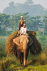 Elefant, Chitwan