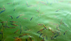 Fische vor dem Hausboot in den Backwaters