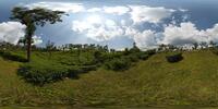 Teefelder bei Munnar GPS-Höhe 1097m