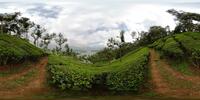 Teefelder auf dem Weg von Munnar nach Thekkady
