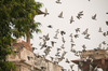 Vögel im Red Fort, Delhi