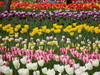 Berlin Britzer Garten Tulipan