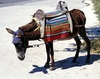 Esel mit Kappe und Sattel Lassithi, Kreta