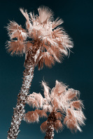 Palmen in Elounda