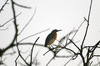 /Vogel im Chitwan