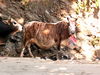 Dorf am Siddharta Highway, Nepal