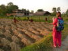 Reisernte im Tharu-Dorf, Terai, Royal-Chitwan-Nati...