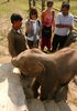 verfressenes Elefantenbaby, Royal-Chitwan-National...