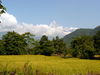 Reisfelder und im Hintergrund der Macchapuchare, N...