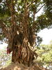 Tempelstadt Pashipatinath heiliger Banyan-Baum