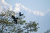 Vögel vor dem Himalaya