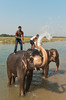 Elefantenbad im Chitwan, Nepal