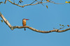 /Eisvogel (Kingfisher) im Chitwan, Nepal
