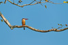 Eisvogel (Kingfisher) im Chitwan, Nepal