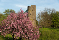 Kirschblüte, Burg Blankenberg