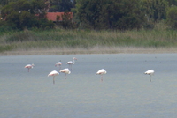 Kraniche im Aliki-Salzsee bei Tigaki, Insel Kos