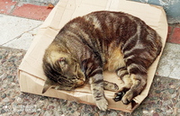 Katzen-Bett in Pothia, Insel Kalymnos