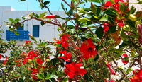 Hibiskuspracht in Mandraki, Vulkaninsel Nisyros