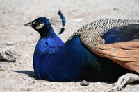 Pfau in Plaka, Kos