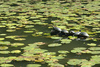 Schildkröten auf dem Seerosenteich