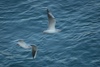 2 Möven im Flug über den Rhein