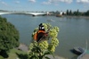 Schmetterling vor dem Rhein in Bonn