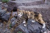 getigerte Katze an der Burg von Molivos, Lesbos