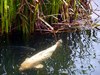 dicke Fische im Schlossteich, Brühl