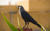 Vogel in Jodhpur