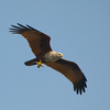 Adler mit Fisch in den Backwaters