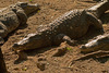 Sumpfkrokodil (Crocodylus Palustris)