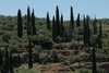 Olivenbäume und Zypressen bei Petrovouni [ Mani, ...