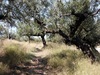 Ein schmaler Weg führt durch die Olivenplantagen