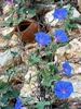 Leuchtend blaue Wicken an Steinmauer