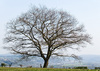 Baum auf der Erpeler Ley