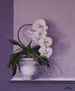 weisse Orchidee Acryl auf Leinwand, 50x60 cm Mon...