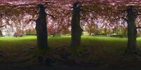 3 Bäume - Frühling in Bonn Park am Alten Zoll