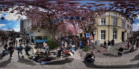 Kirschblüte Altstadt 2022