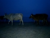 Kühe am Strand von Madras