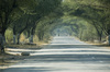 überbäumte Straße auf dem Weg von Delhi nach Dundl...