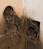 Ratten im Karni-Mata-Tempel