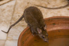 Trinkene Ratte im Karni-Mata-Tempel