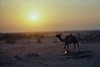 Sonnenuntergang in der Wüste Thar bei Bikaner
