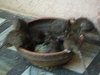 Ratten im Karni-Mata-Tempel