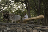 Brunnen mit Zugtieren auf dem Weg nach Kumbalgarh