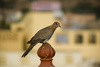 Taube in Jodhpur