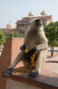 Affe mit Blumenkette im Amber Fort