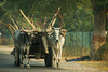 auf dem Weg nach Agra