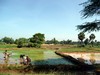 Reisfelder zwischen Thanjavur und Tiruchirapalli, ...